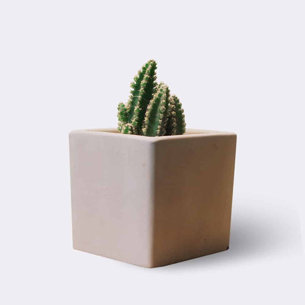Ready to play Cactus2 Free Img