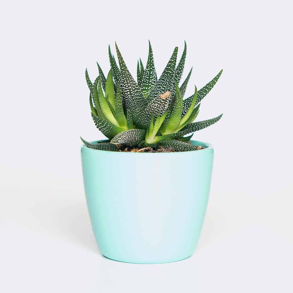 Ready to play Plant6 Free Img